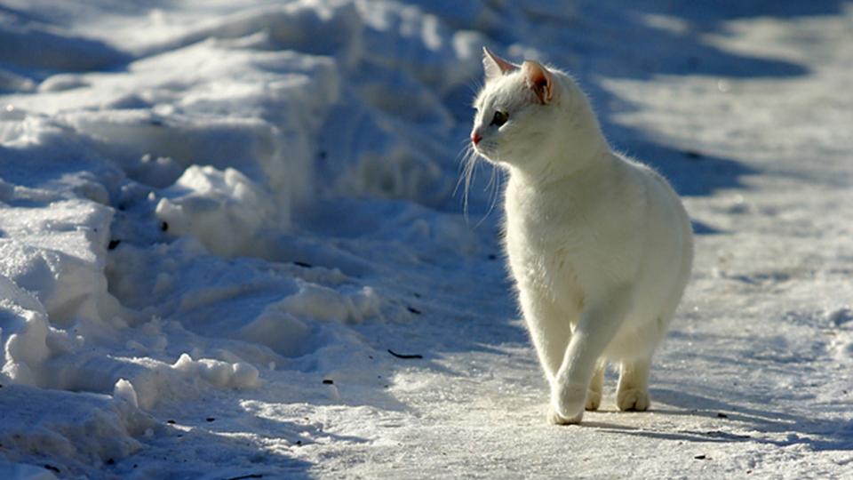Cat in snow