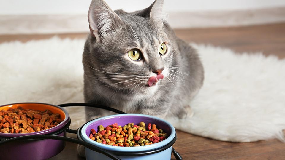 Cat with food