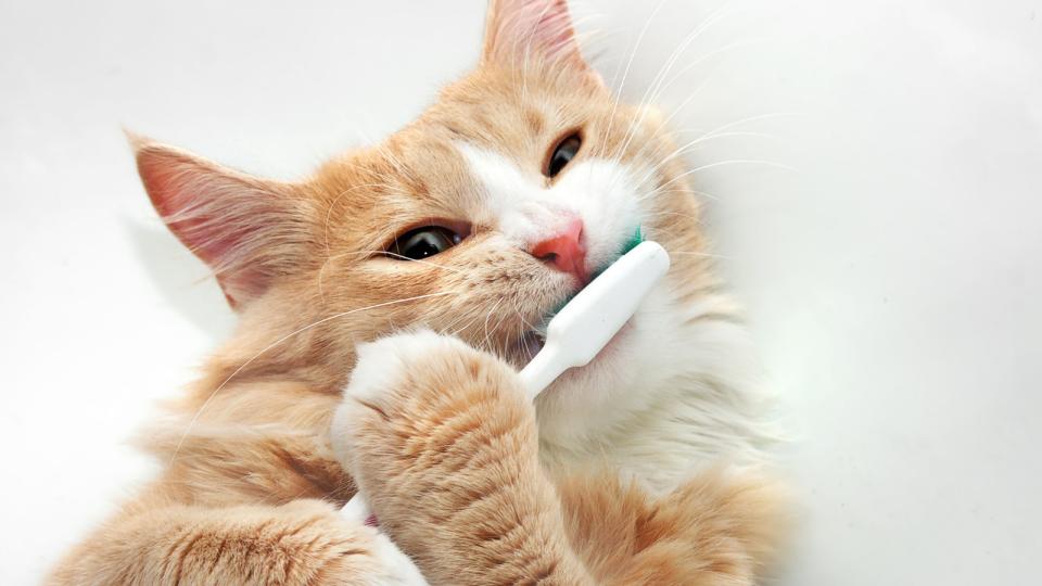 Cat brushing teeth