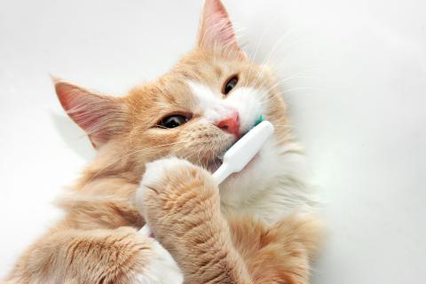Cat brushing teeth