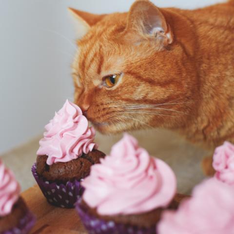 Cat sniffing cupcakes
