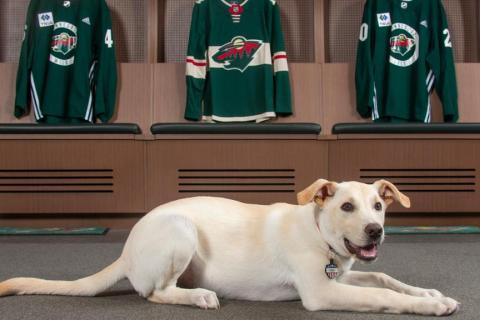 Celly, Minnesota Wild pup