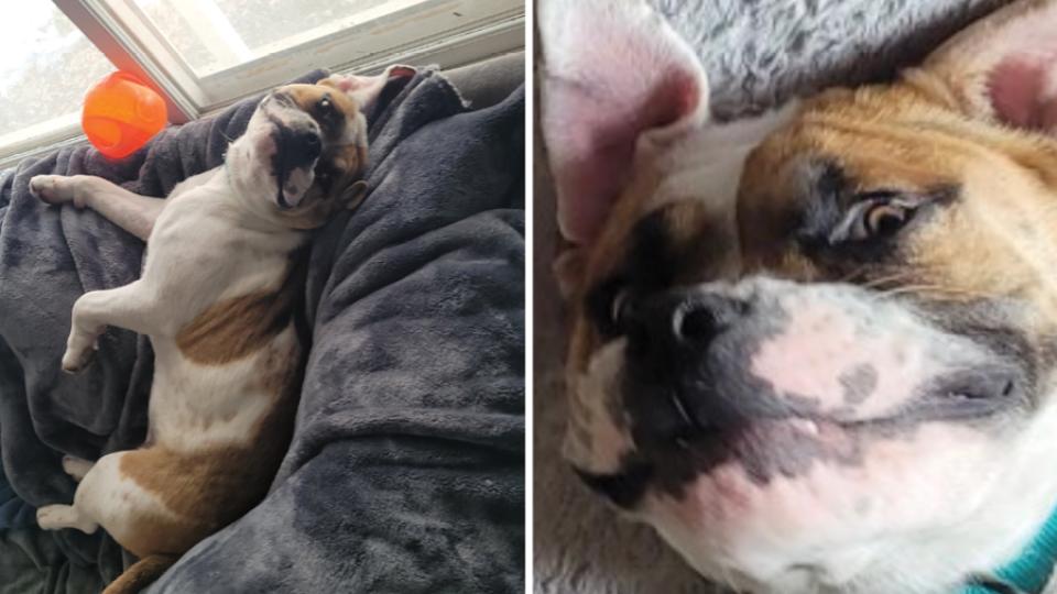 Chewie, a bull dog mix with big ears and a big smile, lounges after being adopted from AHS.