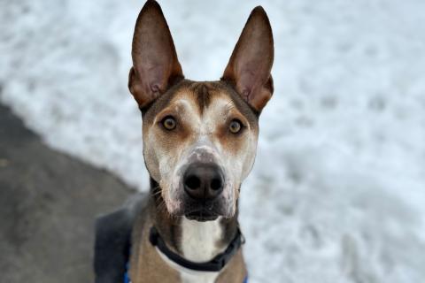 A dog standing outside in the snow