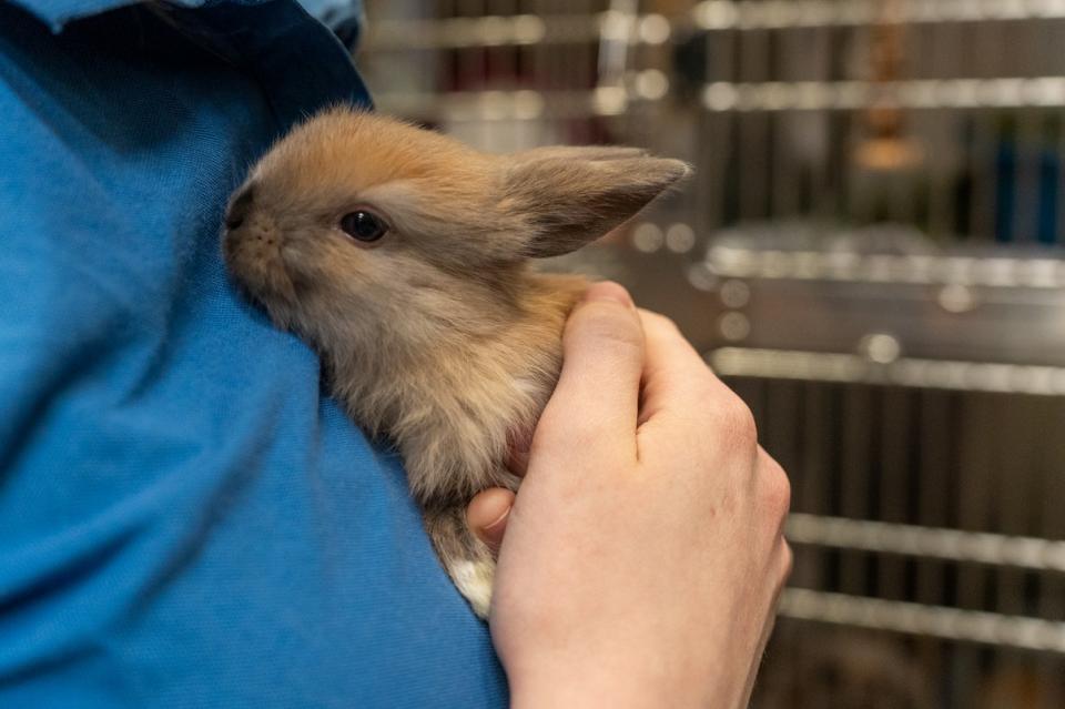 An AHS staff member holds a brown bunny close to their chest