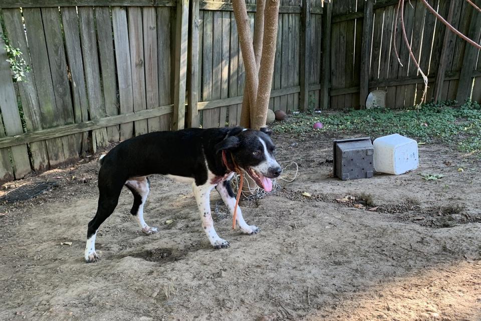 Desoto chained outside with an embedded collar before rescue