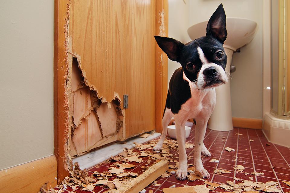 A symptom of separation anxiety is destructive behavior
