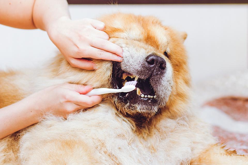 Brushing a dog's teeth