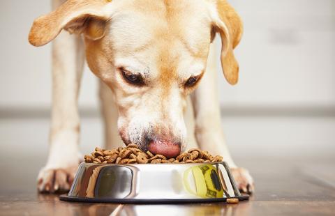 Dog eating food