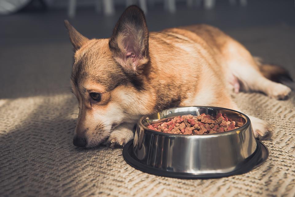 Dog with food