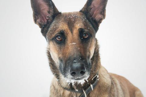 Keep your pet safe during cold weather
