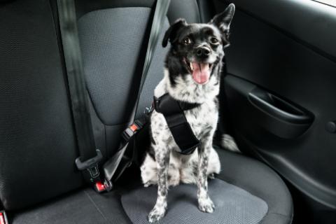 Dog buckled into the seatbelt system of a car