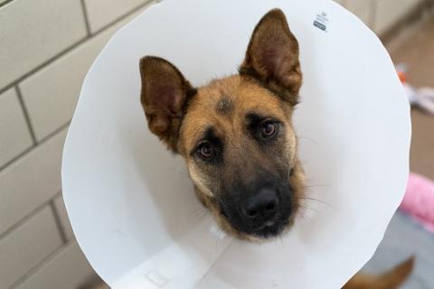 German Shepard in white medical cone. 