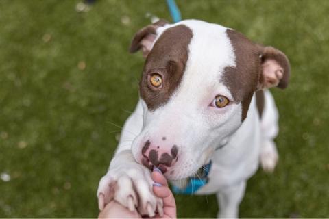 A brown and white dog shaking someone's hand