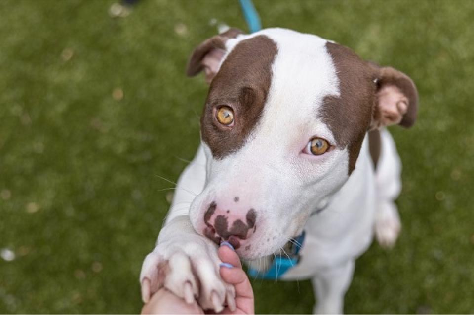 A brown and white dog shaking someone's hand