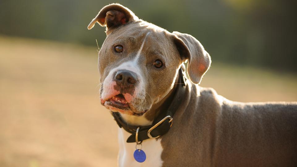 Pit bull mix dog wearing collar