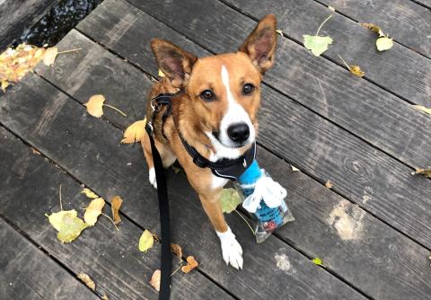 Tan Foster dog named Drumstick