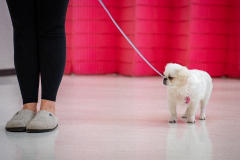 Small white dog in AHS training class