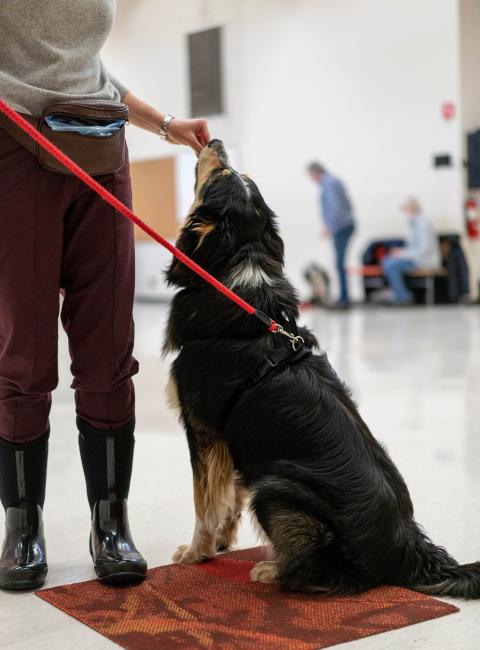 Black and brown dog sitting for a treat at AHS training class