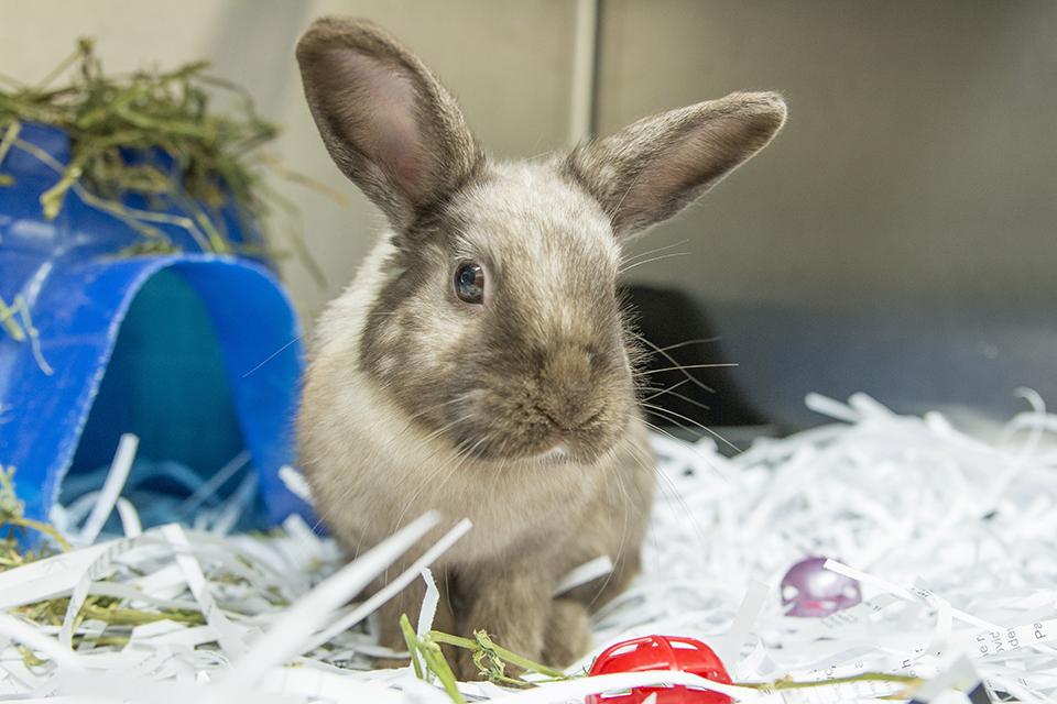 Cute rabbit