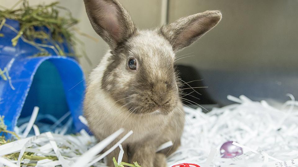 Cute rabbit
