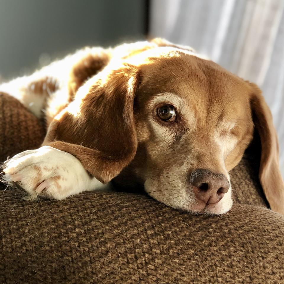 Ethel on the couch