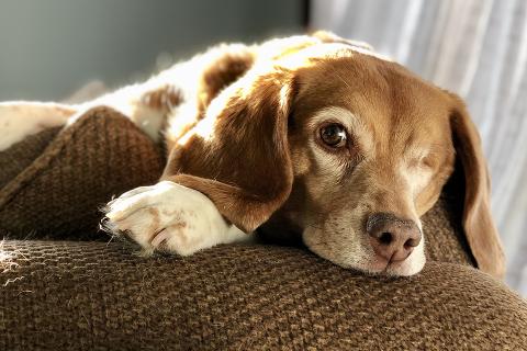 Ethel on the couch