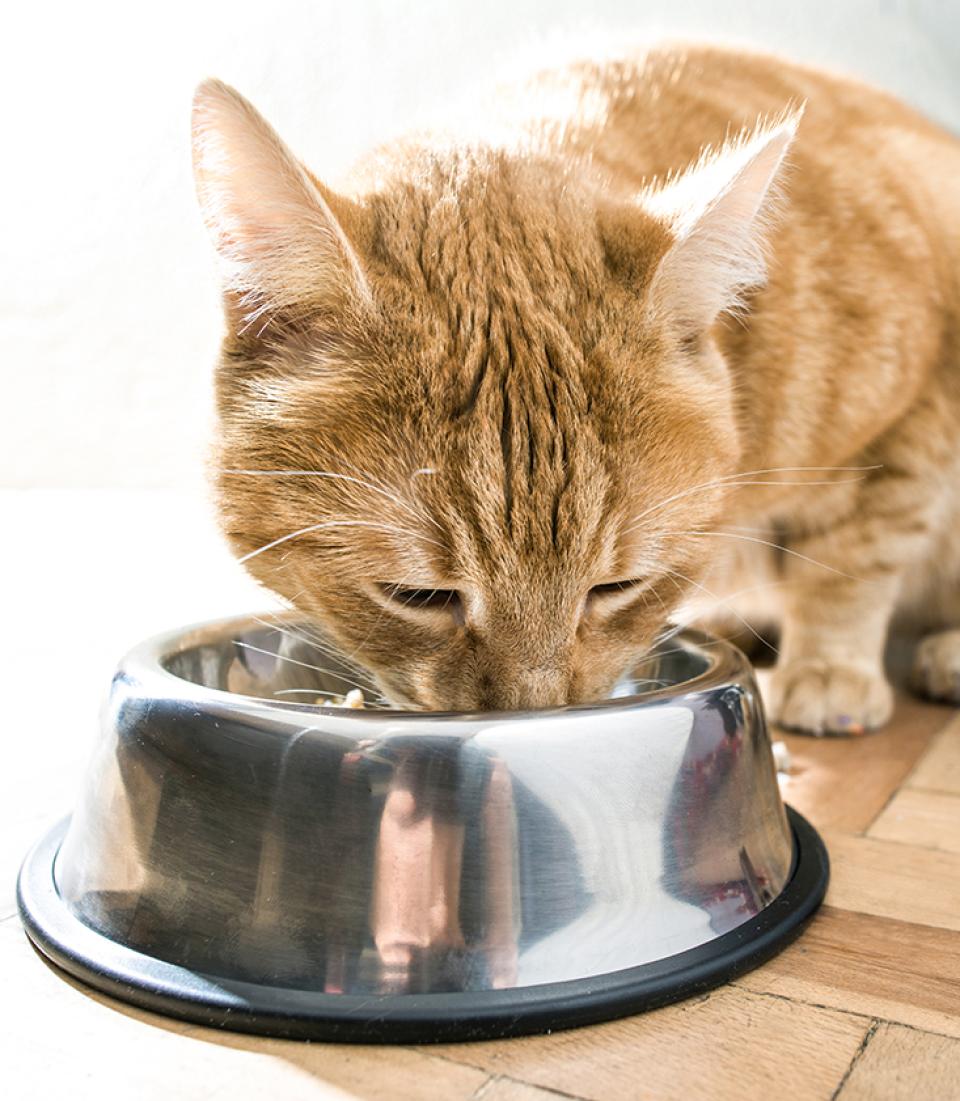 Orange tabby eating out of silver dish