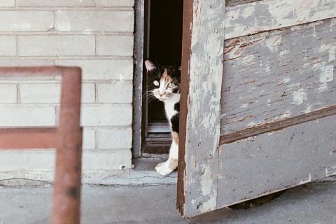 cat outside