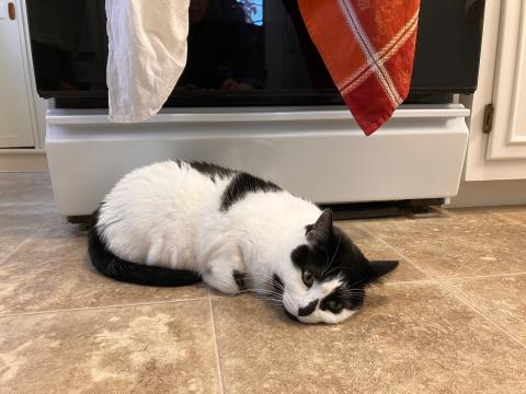 A black and white cat lays in front of an oven in the kitchen