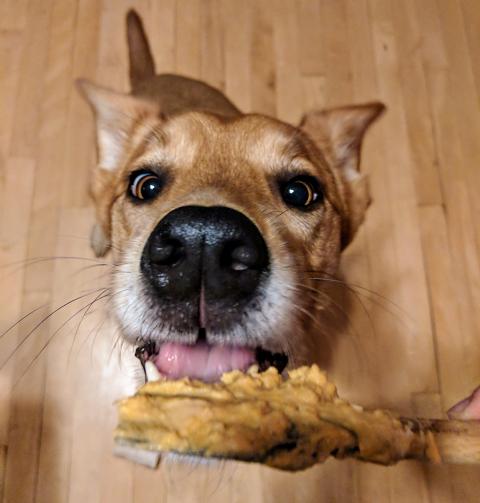Ginger taste-testing