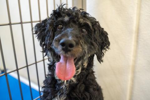 A dog with curly fur stares at the camera with their tongue out