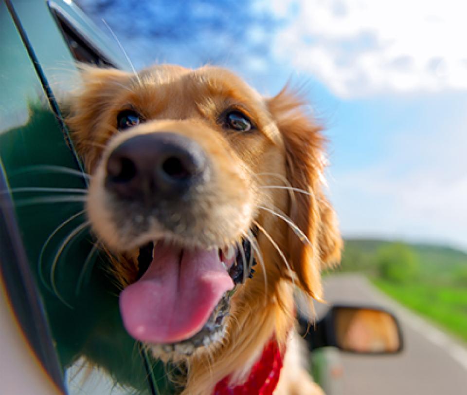 Golden Retriever in car