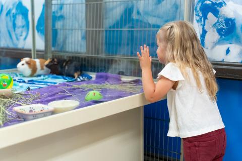 A young child leans on the glass of a cage with two guinea pigs inside