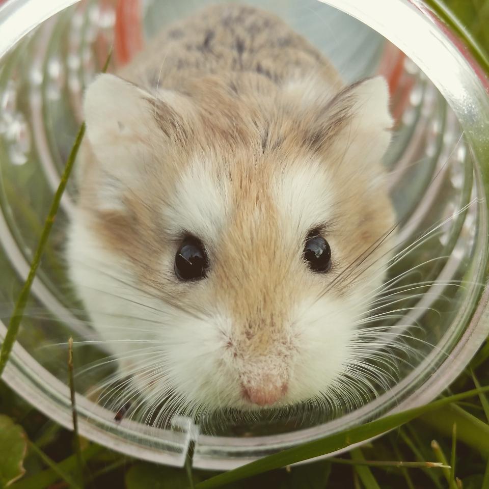 Hamster