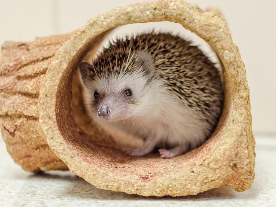 Hedgehog
