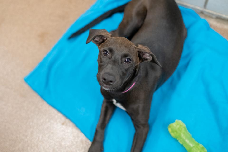 Dog laying on a blanket looking at the camera
