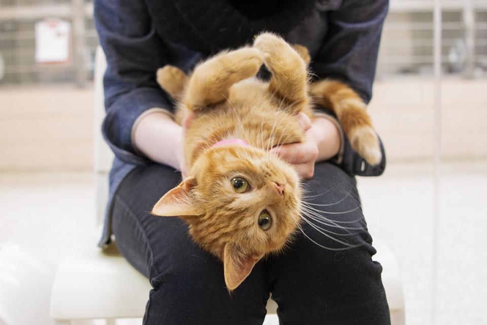 Orange cat