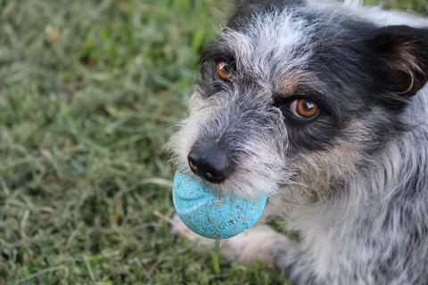 Photos of Blue, a dog that greats hotel guests in Oklahoma