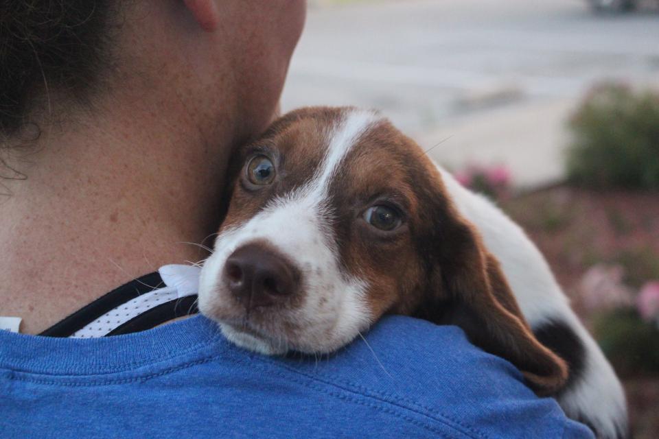 Puppy from Oklahoma, being transported to AHS