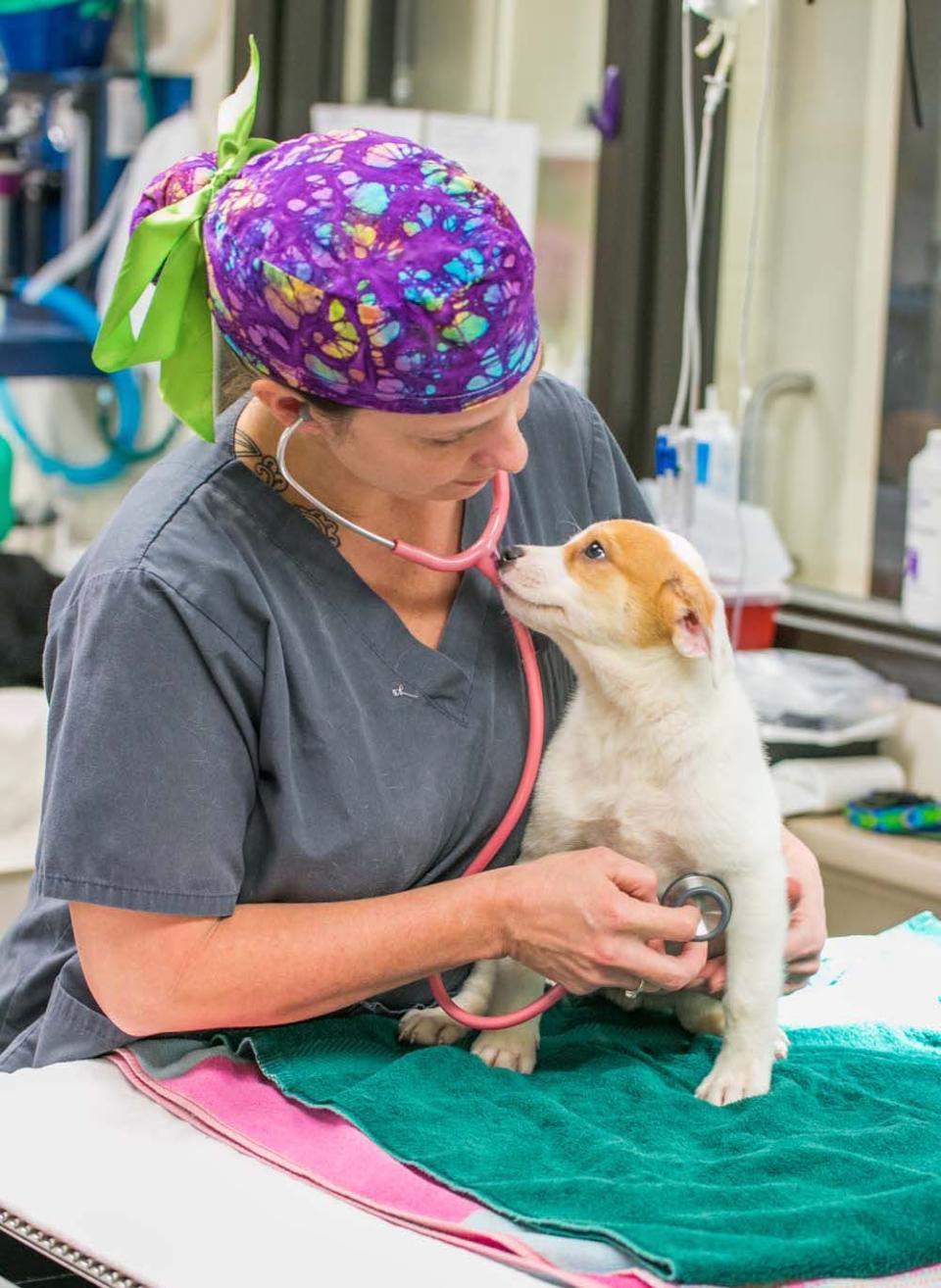Puppy exam