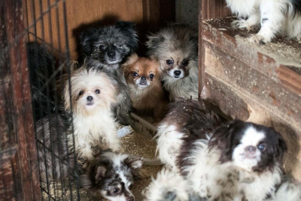 Dogs living in cramped space