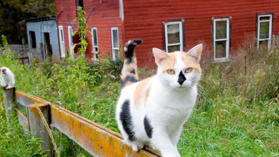 Cat outside walking along fence