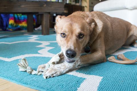 Dog toy craft