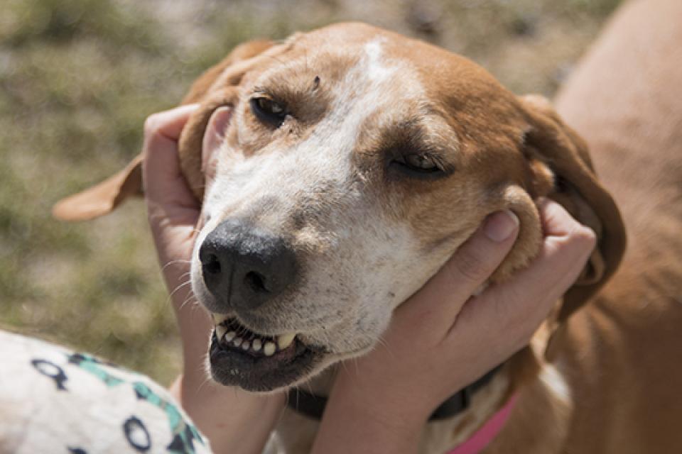 Dog