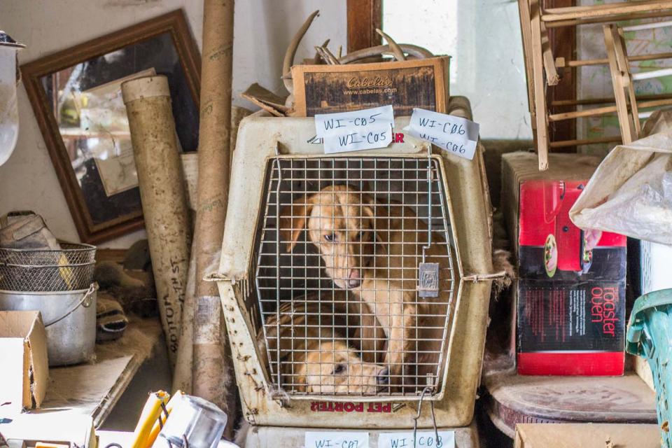 Two dogs cramped into one kennel
