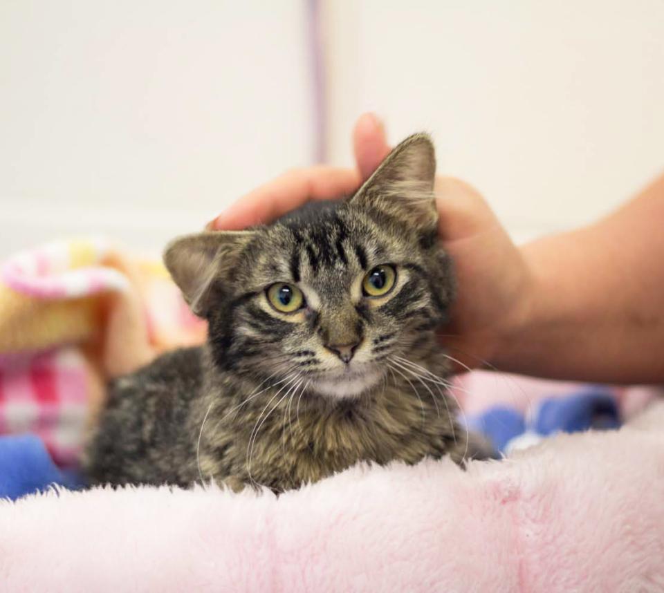 Cat enjoys a head scratch