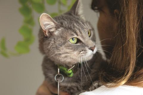 Jinxy the cat looking over a woman's shoulder