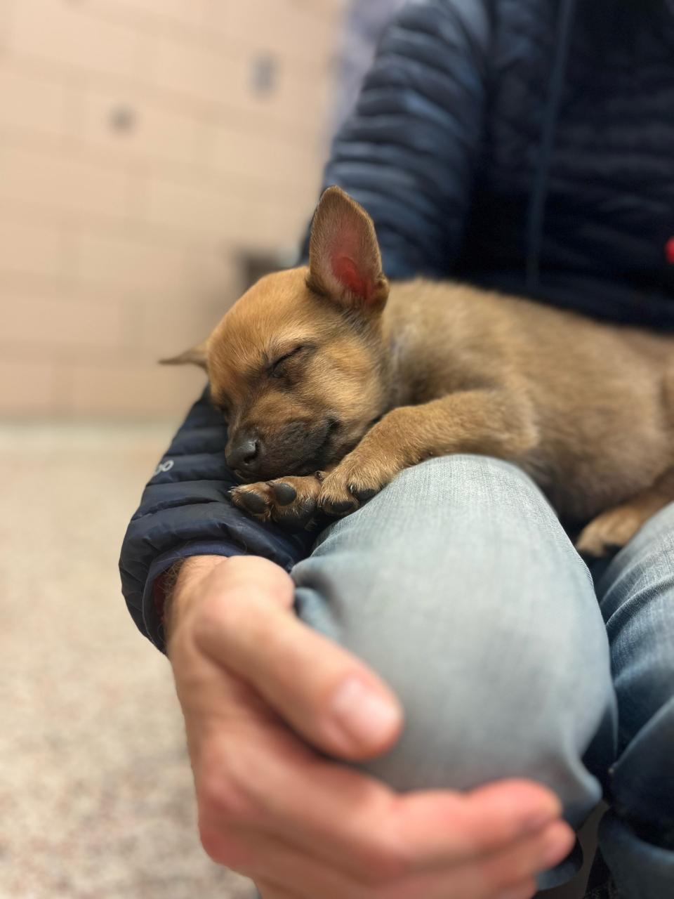 A small puppy sleeps in someone's arms