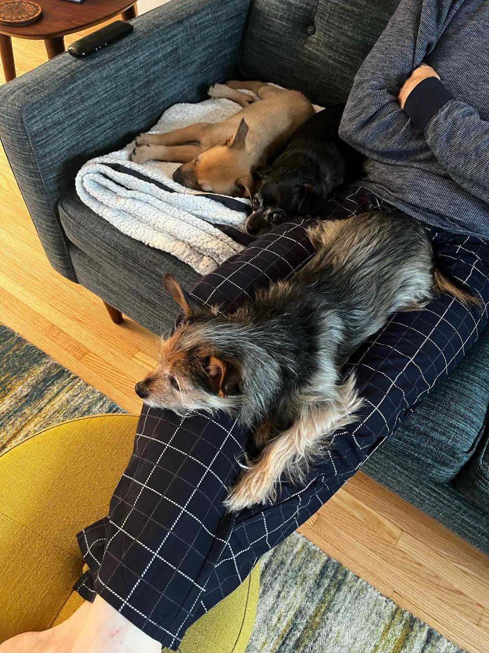 Three dogs cuddle on the couch with their parent